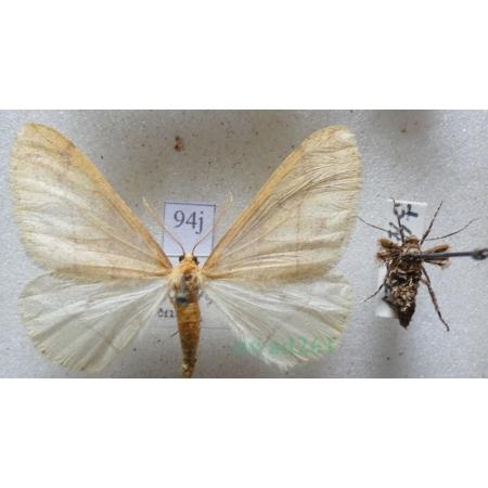 Agriopis aurantiaria (Hübner, 1799) pair Zimowek pozłotnik Czech94j
